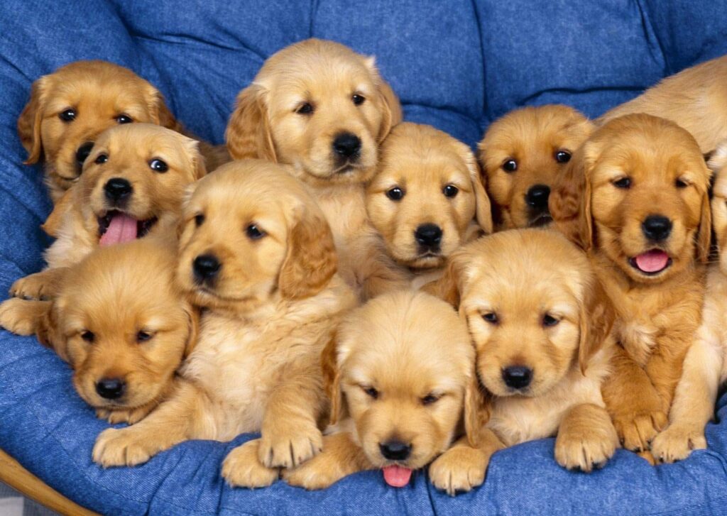 descubra-agora-5-cuidados-que-se-deve-ter-com-os-filhotes-de-cachorro-3-1-1024x727 Como Cuidar de um Filhote de Cachorro: Guia Completo