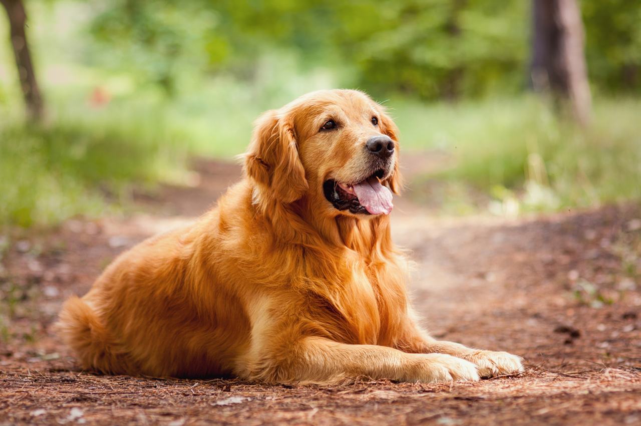 guia_racas_golden_retriever_dogvibe-1 Início