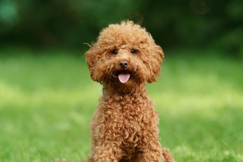 image-1-edited Cães de Pequeno Porte: As Raças Mais Populares no Brasil