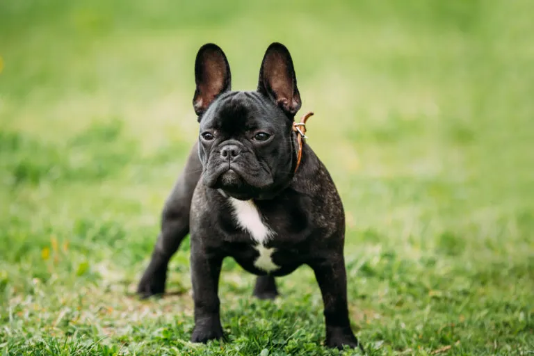 image-11 Diferença entre Bulldog Francês e Bulldog Inglês: Qual Escolher?