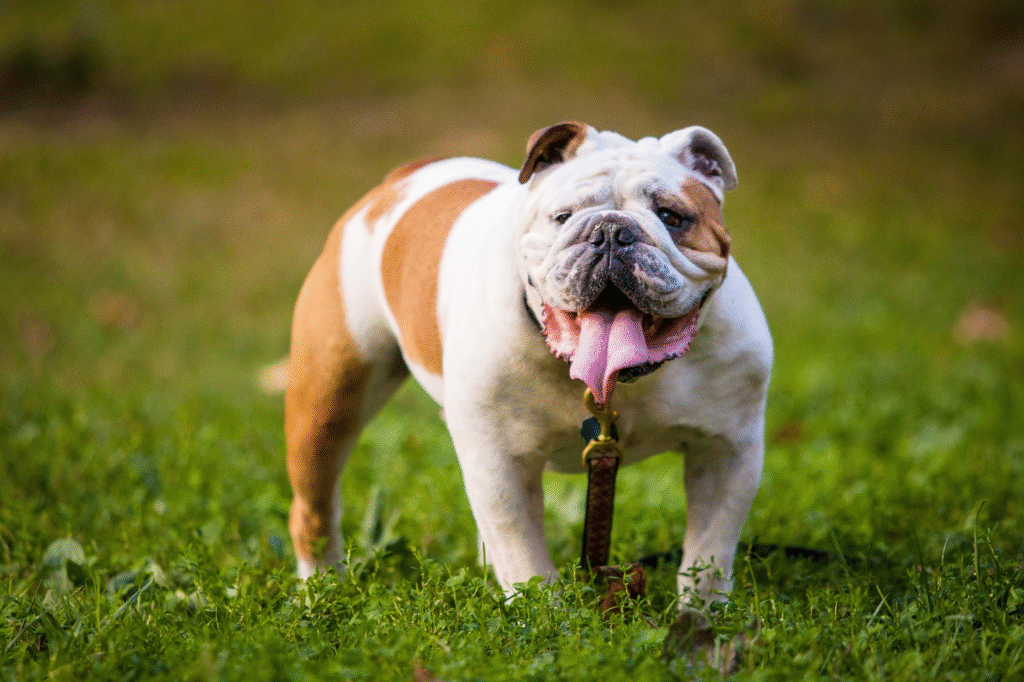 image-14-1024x682 Diferença entre Bulldog Francês e Bulldog Inglês: Qual Escolher?