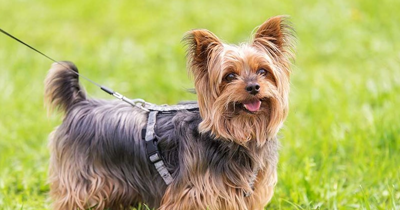 image-2-edited Cães de Pequeno Porte: As Raças Mais Populares no Brasil