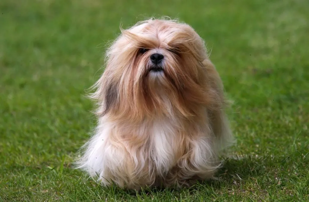 image-3 Cães de Pequeno Porte: As Raças Mais Populares no Brasil
