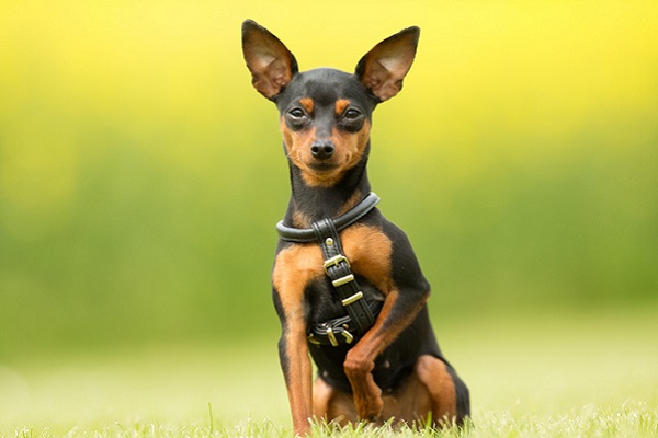 image-4 Cães de Pequeno Porte: As Raças Mais Populares no Brasil