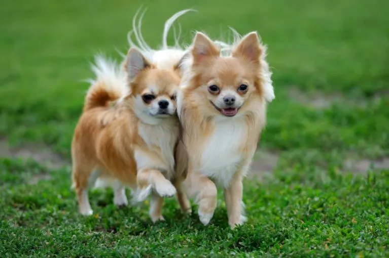 image-5 Cães de Pequeno Porte: As Raças Mais Populares no Brasil