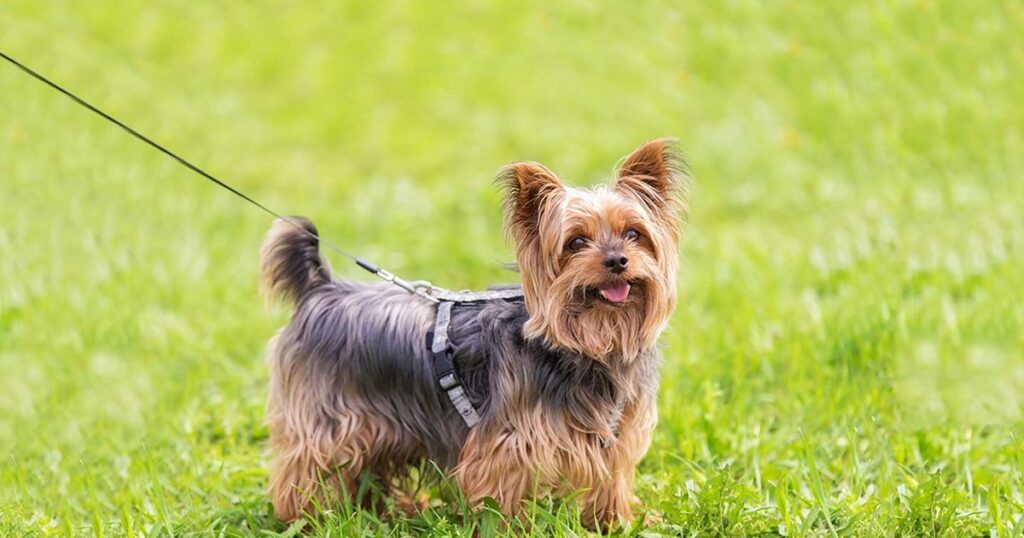 raca-cao-yorkshire-terrier-1-1024x538 Yorkshire Terrier: Características, Personalidade e Cuidados